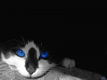 bleu